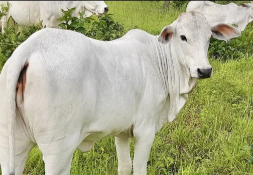 Roberta Inacio Marques - Novilha nelore